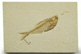 Detailed Fossil Fish (Diplomystus) - Wyoming #363902-1